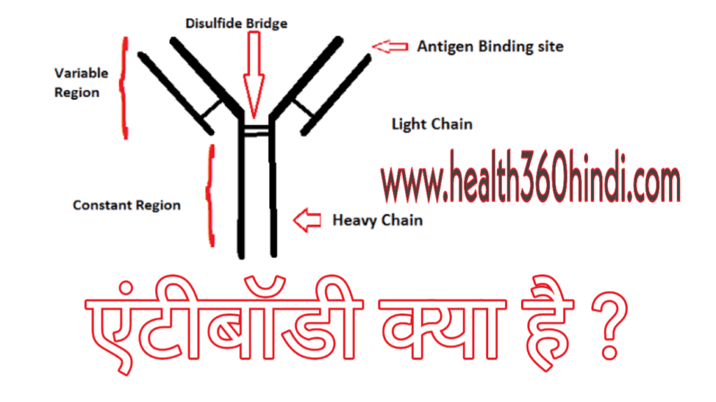 Antibody in Hindi
