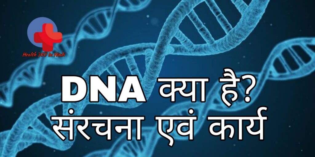 DNA in Hindi