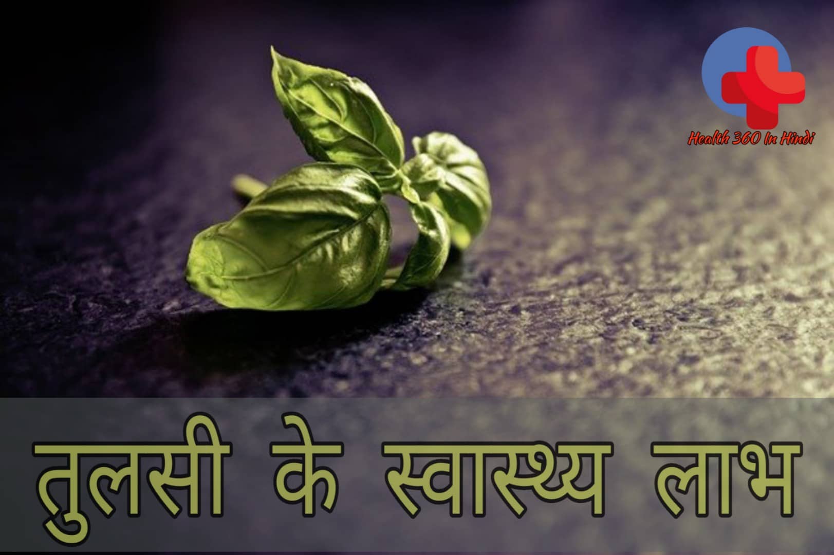 Holy Basil in Hindi
